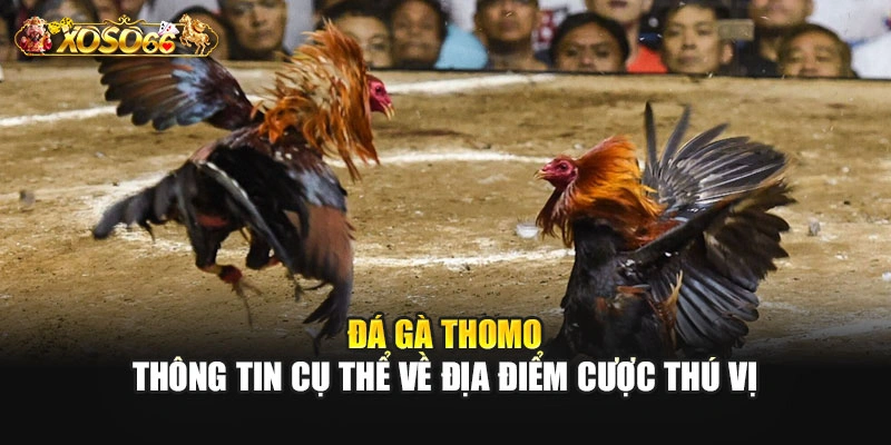 Đá Gà Thomo - Thông Tin Về Địa Điểm Cược Thú Vị