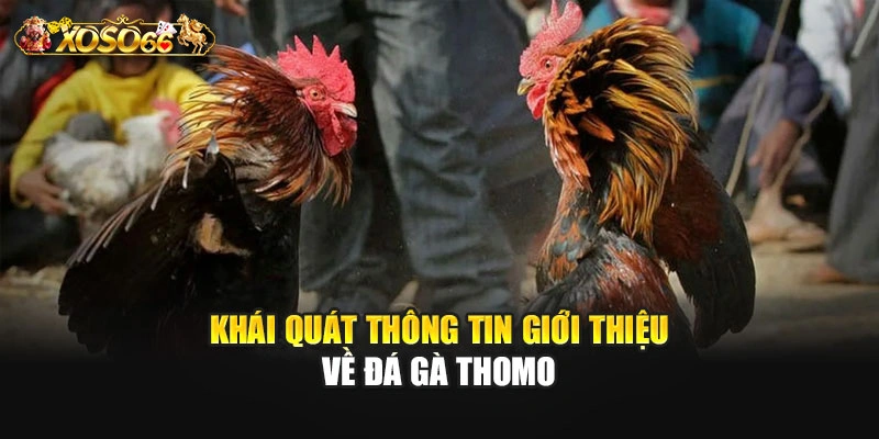 Khái quát thông tin giới thiệu về đá gà Thomo