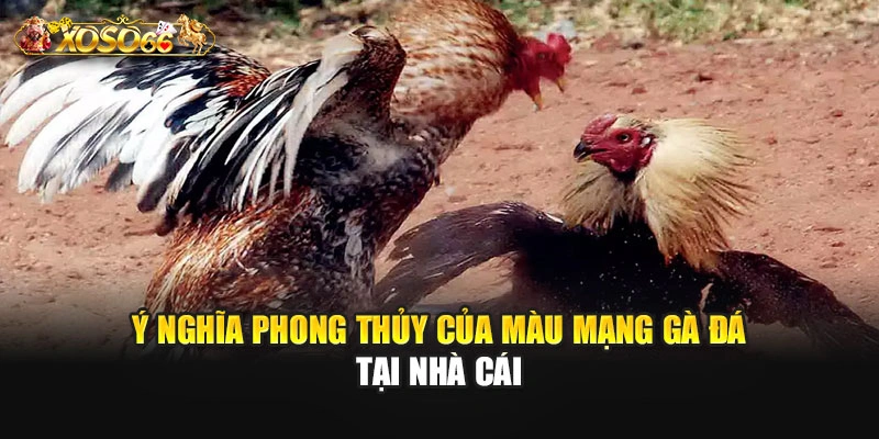 Ý nghĩa phong thủy của màu mạng gà đá tại nhà cái